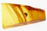 Fossil Soft-Winged Flower Beetle (Melyridae) in Baltic Amber #294289-1